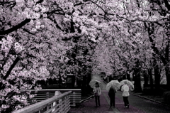 桜雨