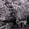 桜雨