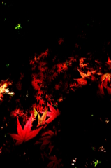 紅