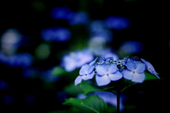 額紫陽花