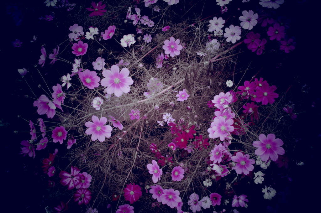 秋桜