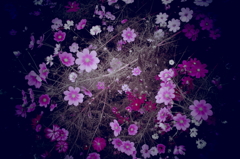 秋桜