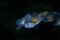 この季節を告げるよ・・・