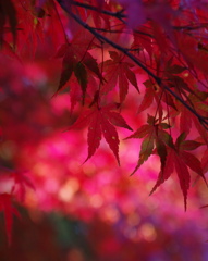 Leaves turn red in autumn.