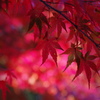Leaves turn red in autumn.