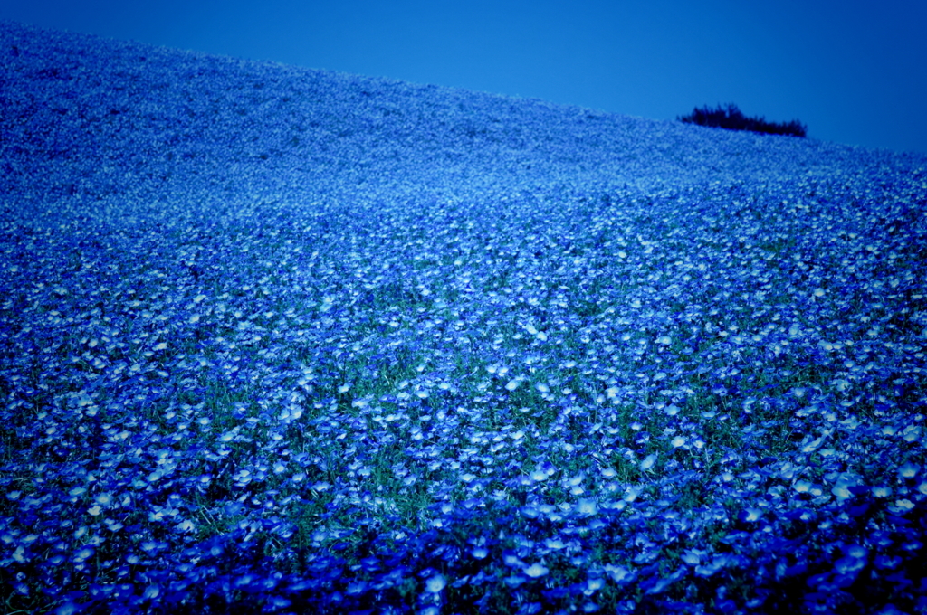 蒼