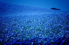 蒼