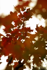 曇り空、見上げれば・・・２