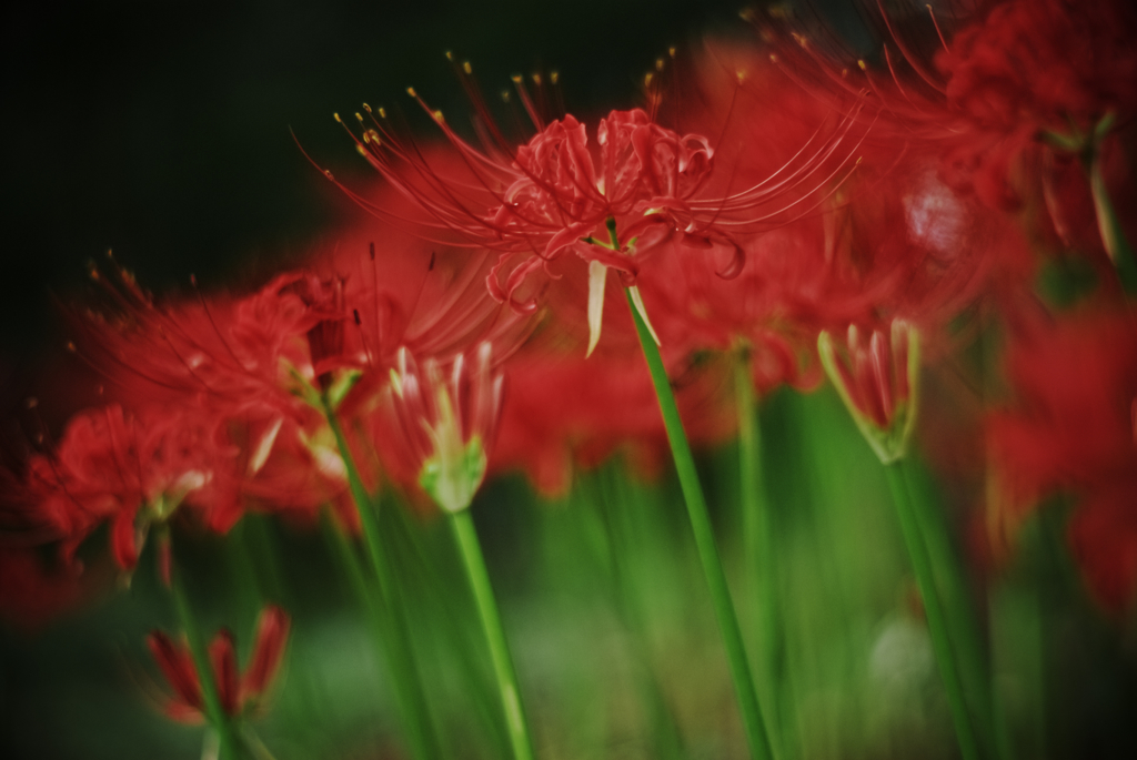 blazing scarlet