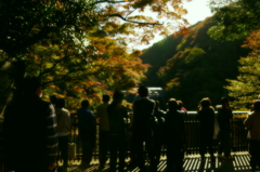 「秋麗」