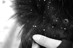雪印...