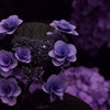 妖艶花