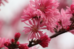 桜の一種だろうけど名前が･･･