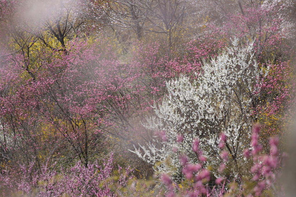花霞～山の花～