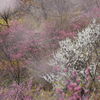 花霞～山の花～