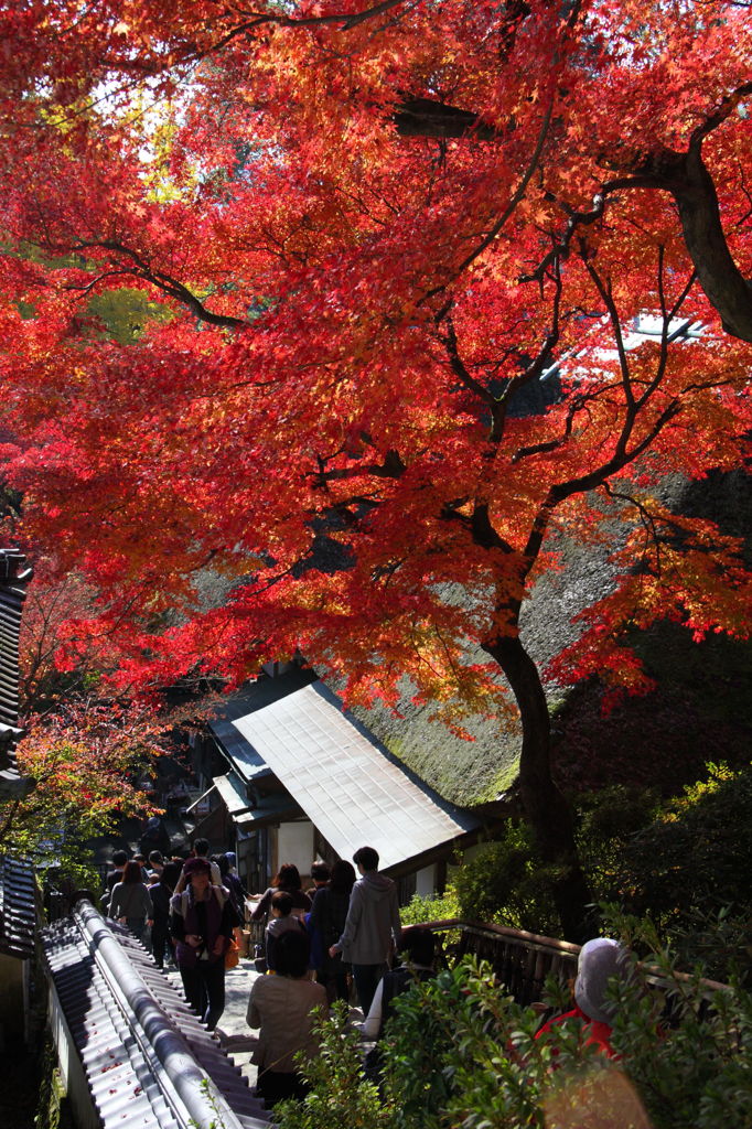 つつじ寺の紅葉