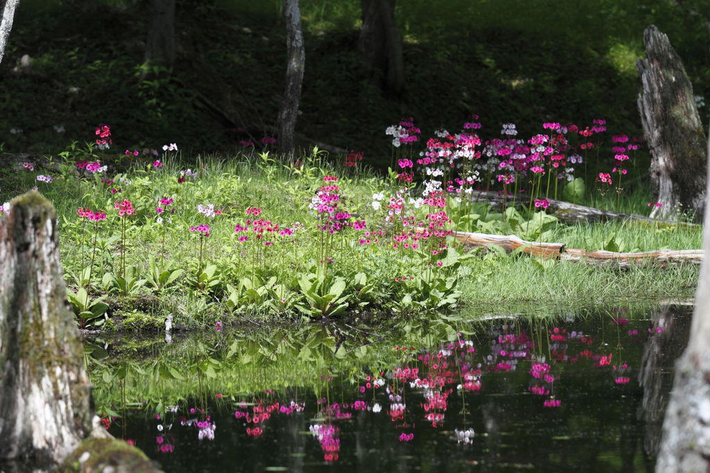 水辺の花園　Ⅲ