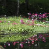 水辺の花園　Ⅲ