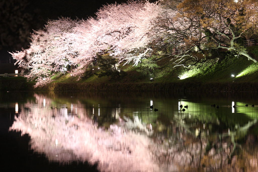 さくら5