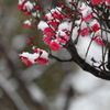 雪紅梅