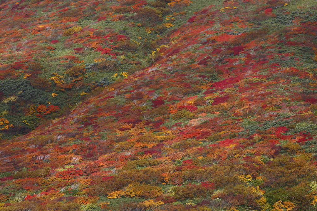 神の絨毯　～栗駒山　８～