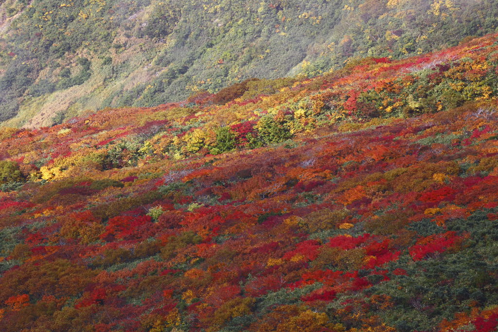 神の絨毯　～栗駒山　３～