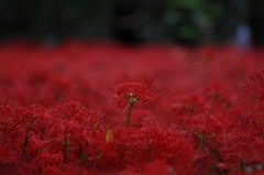 深紅に染まる