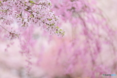 桜日和