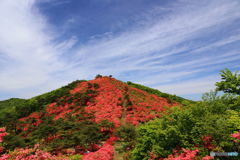 野山彩る初夏