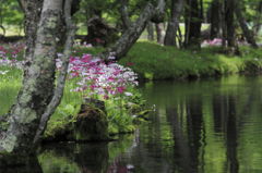 水辺の花園　Ⅱ