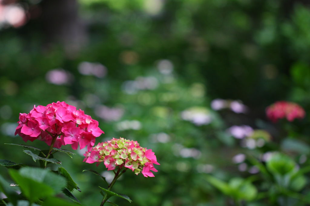 紅色の紫陽花