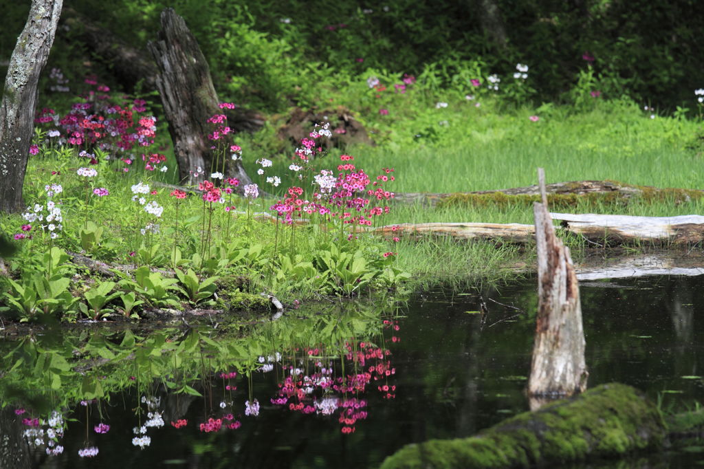 水辺の花園　Ⅰ