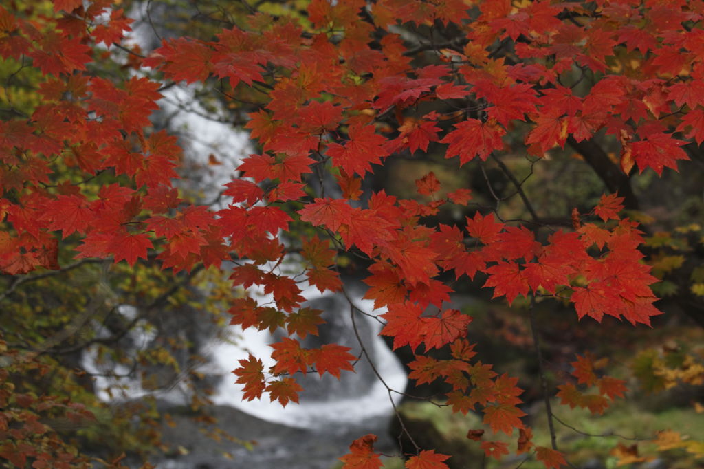 深・紅・葉