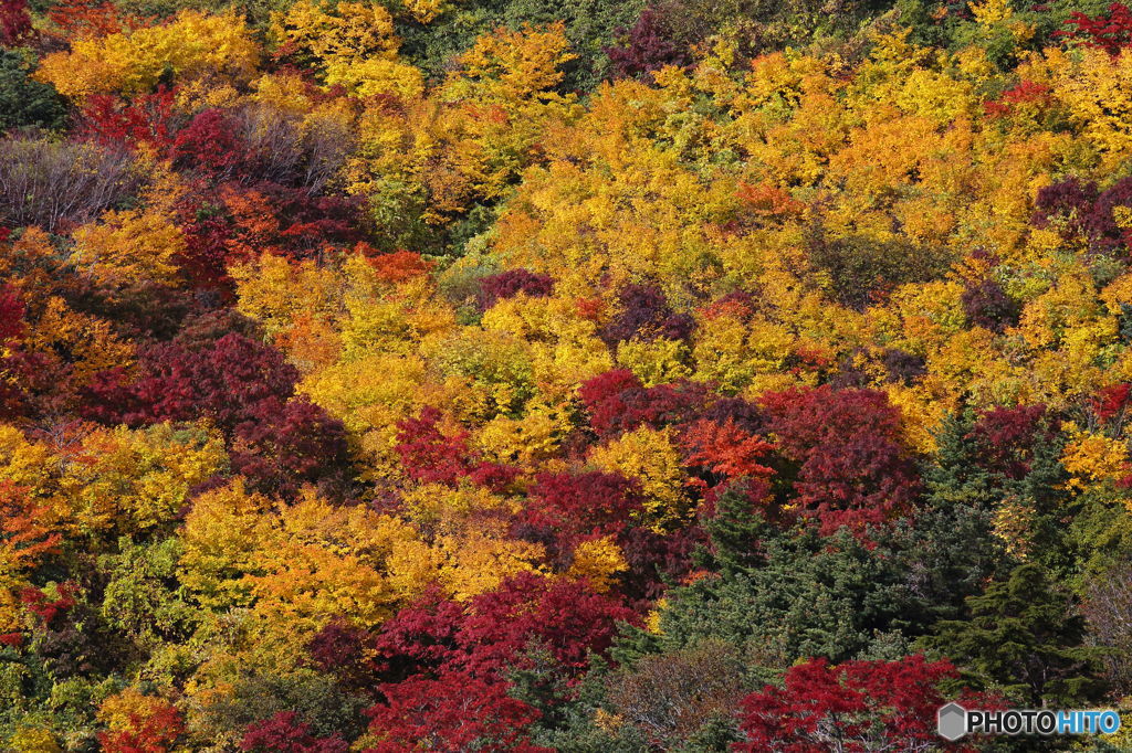 紅葉・黄葉