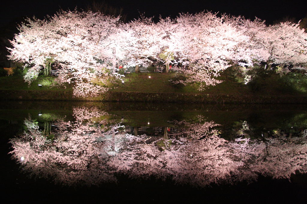 さくら
