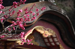 大宰府天満宮_梅