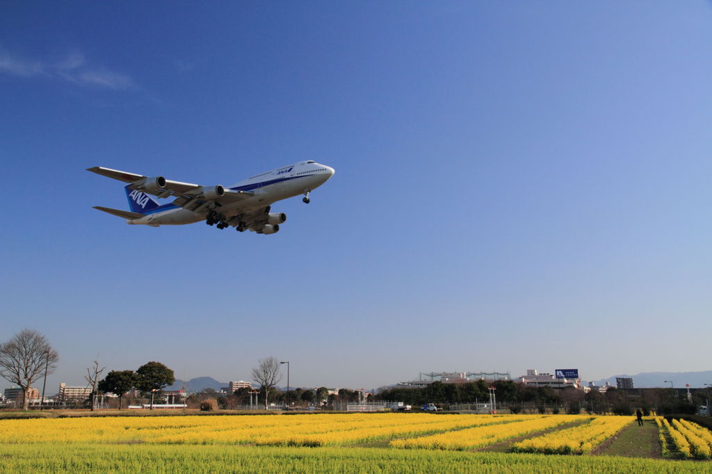 青空と菜の花と・・・
