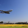 青空と菜の花と・・・