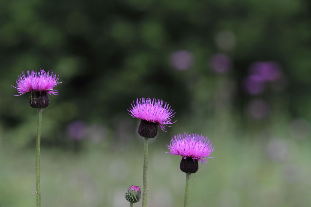 野の花