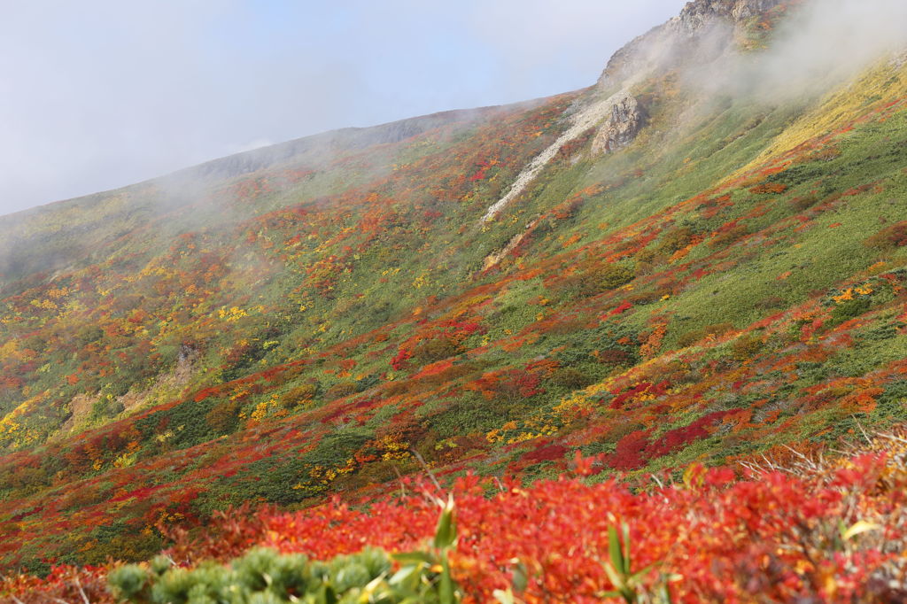 神の絨毯　～栗駒山　４～