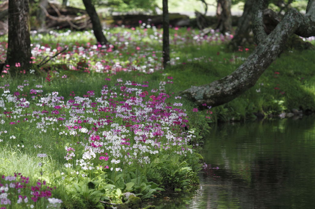 水辺の花園　Ⅳ
