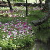 水辺の花園　Ⅳ