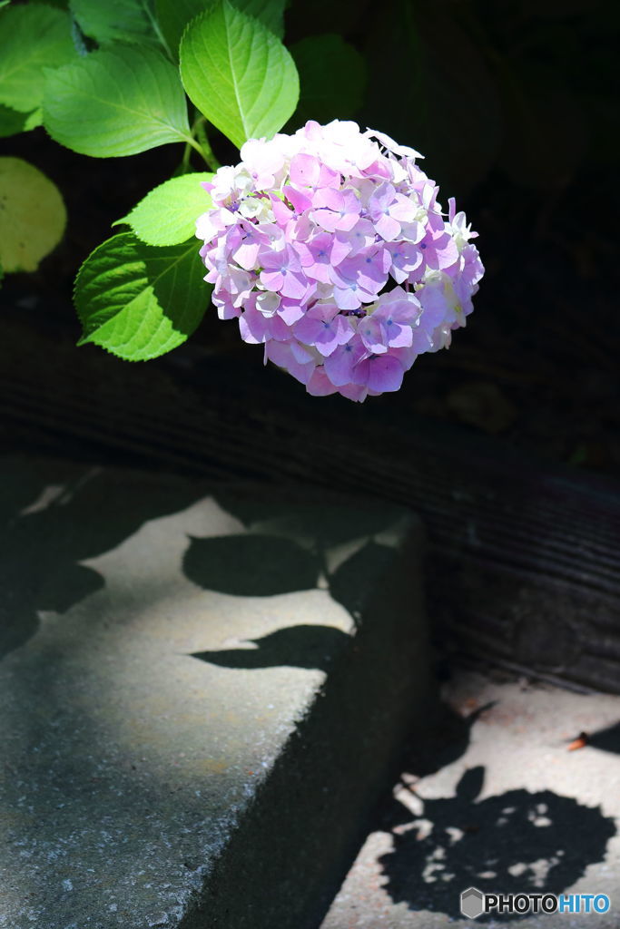初夏のヒロイン