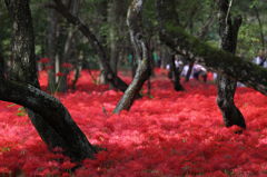 紅い森