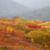 神の絨毯　～栗駒山　７～