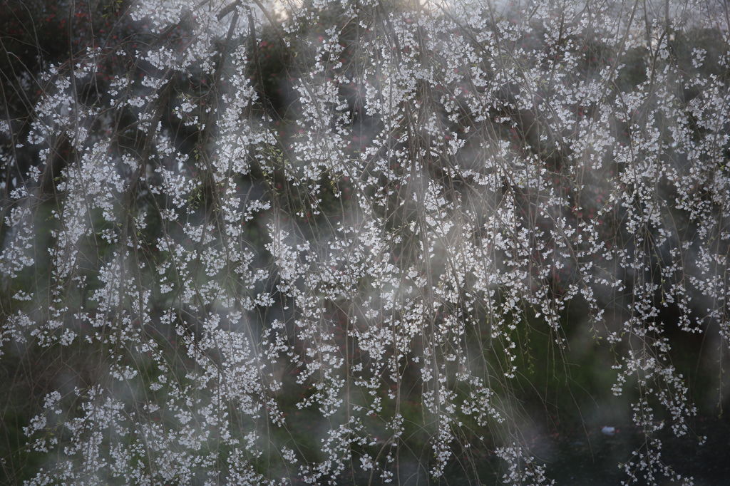 花霞～枝垂桜～