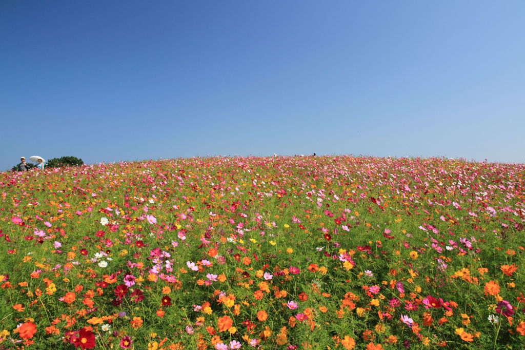 ２００万本の秋桜