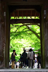 山門の向こうに　～新緑色～