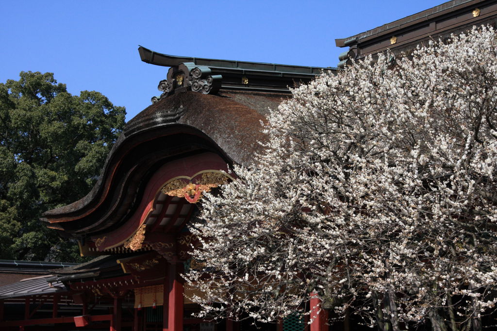 大宰府天満宮_飛梅2