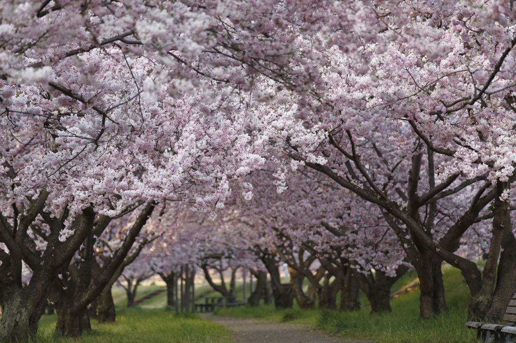 桜・包まれ